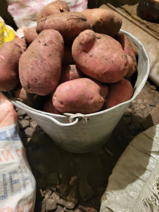 Продам картофель. Дачный