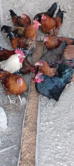 Хуроз ва товуклар сотилади