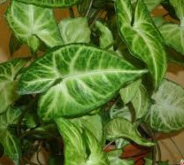 Сингониум ножколистный