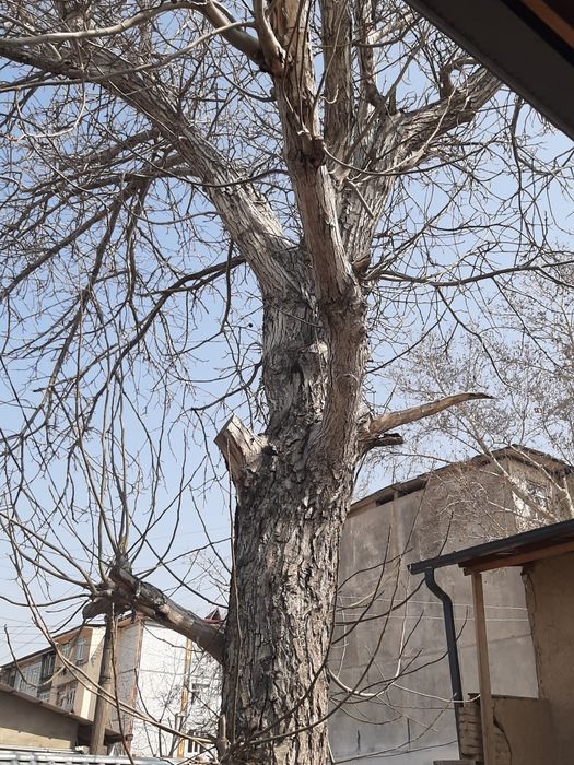 Продаётся дерево Орех