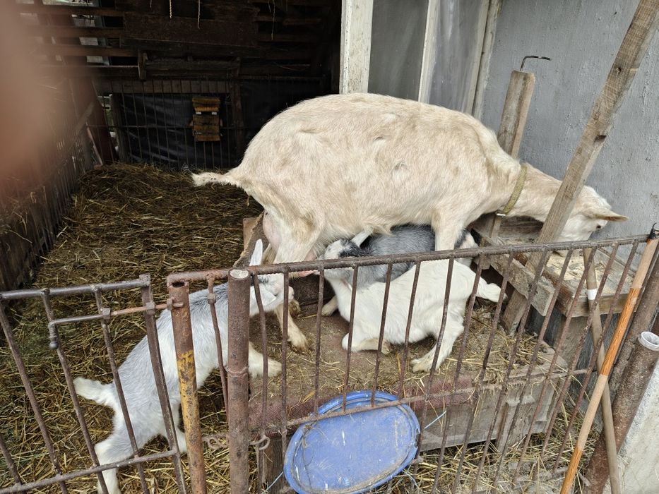 Vând 2 capre de rasă – Saanen cu certificat + Alpină Franceză, cu iezi