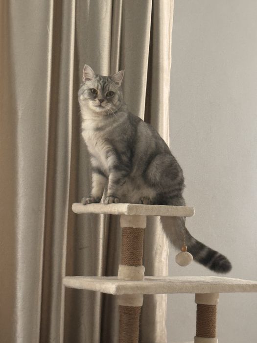 Британский-шиншила кот