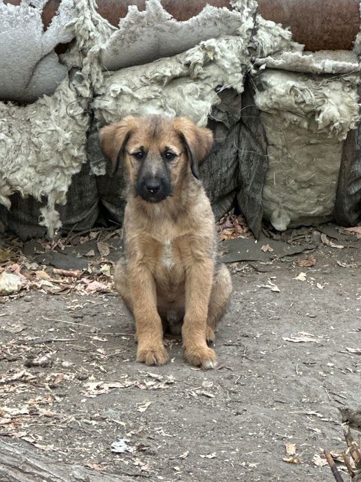 Отдадим даром щенков!!!