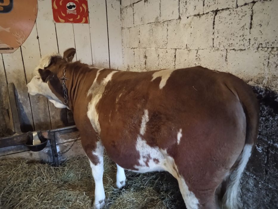 Vand juninca baltata romaneasca