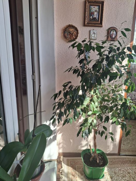 Продам ФИКУС Бенджамина