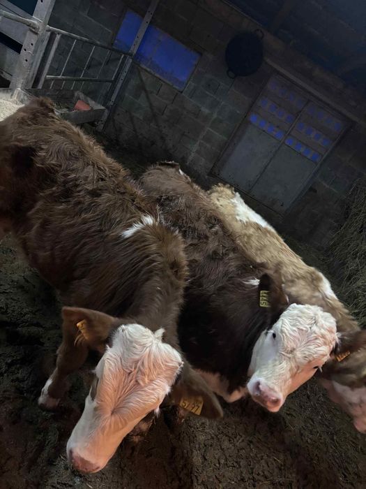 De vânzare 3 vițele