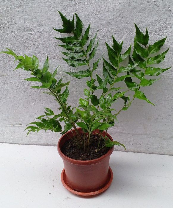 Циртомиум серповидный-папоротник для дома и сада.Экзотическое растени