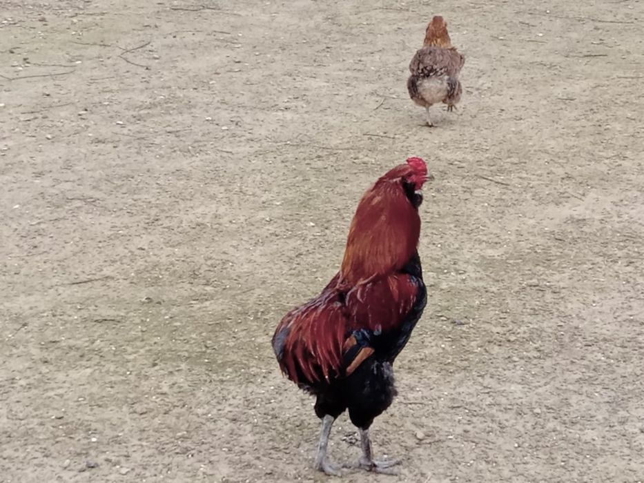 Ouă ptr incubat ,de găini araucana..