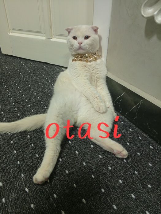 Mushuk zoti  skotish fold uğil bola 2 oylik