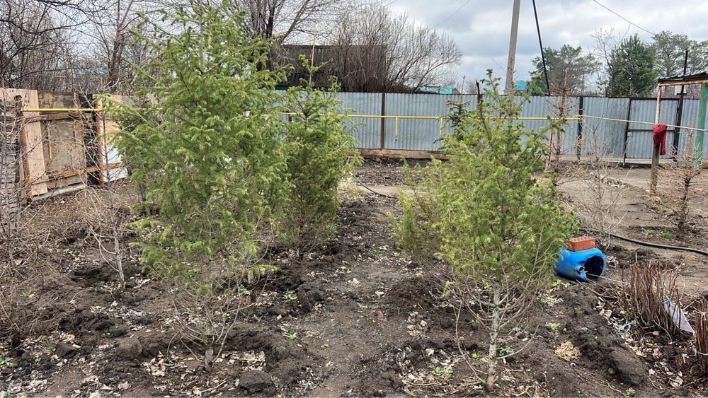 Елка сатылады 20 шт