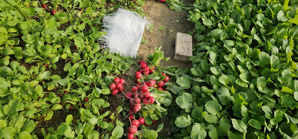 Редиска сотилади