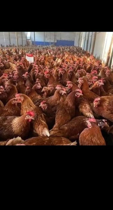 Găini roșii ouătoare ISA Brown – 11 luni
Vând găini roșii ISA Brown, î