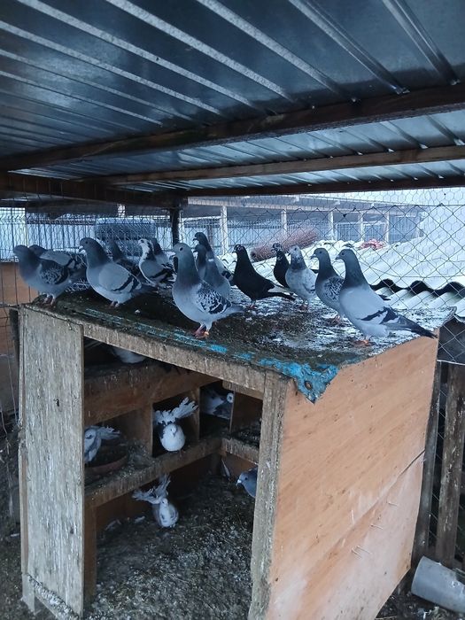 Porumbei voiajori tineri/schimb