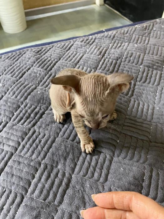 Продам сфинкса ( мальчик)