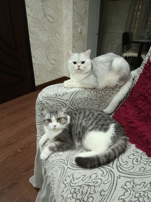 Продается котята породистые