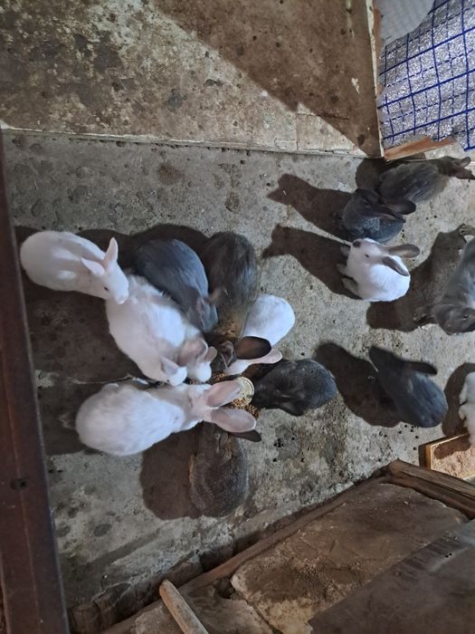 Продаются кролики