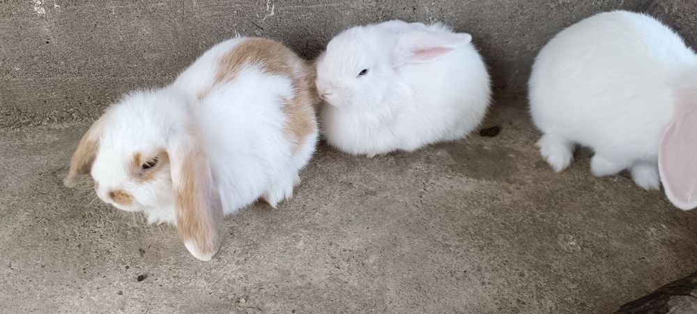 Карликовый баран (декоративные кролики)