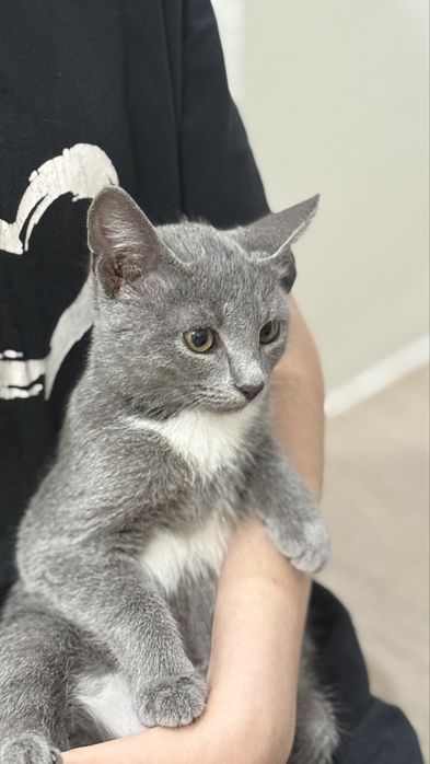 Котенка отдам в добрые руки