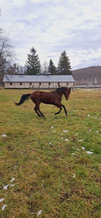 De vanzare armasar Pur Sange Englez