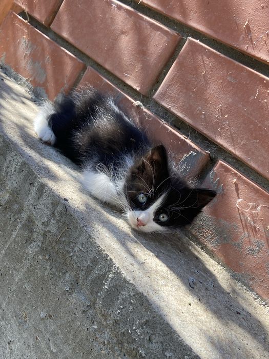 Котята 3 месяца милые