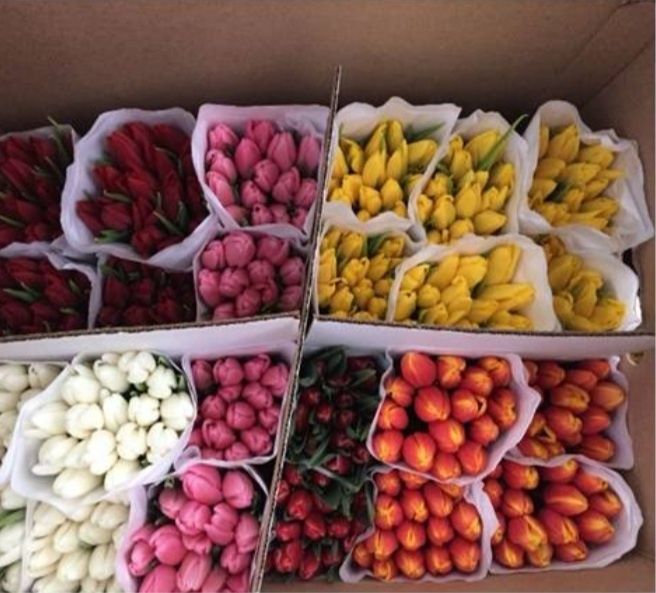 Тюльпаны оптом сорт высший