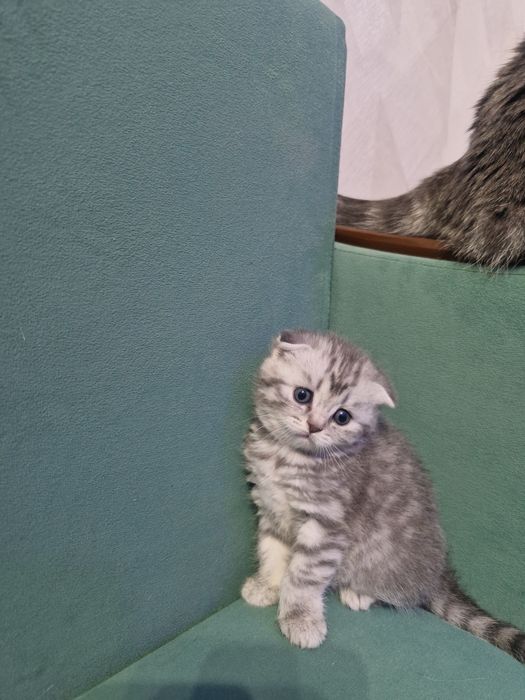 Шотландских котят
