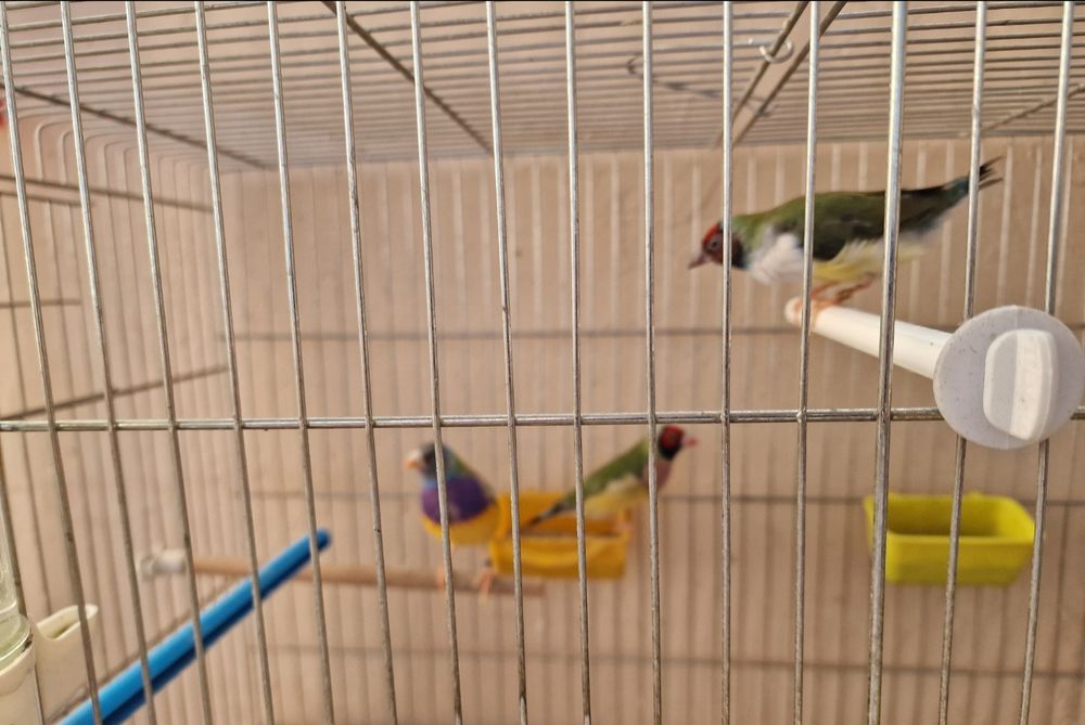 Гулдови Амадинки