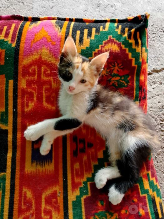 Отдам в добрые руки котят
