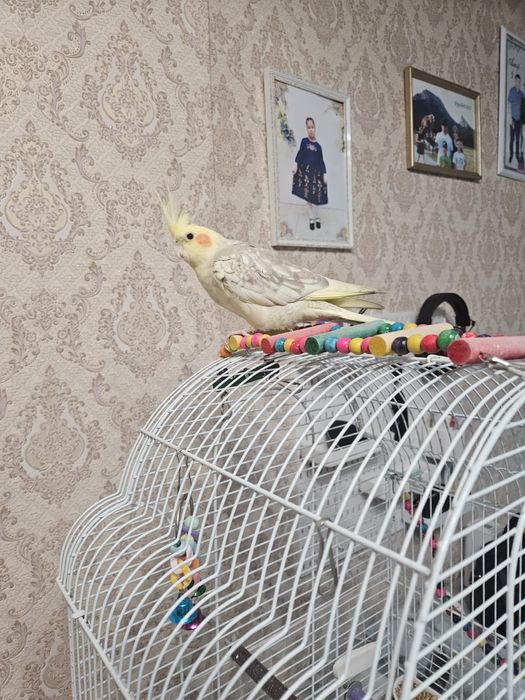 Попугай  Коррела