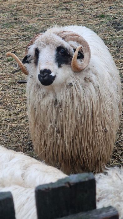Vând berbec țurcan