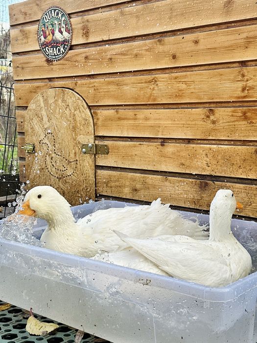 Vand familie de rate Pekin 3+1