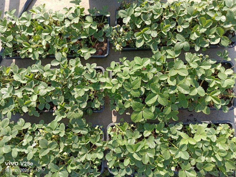 Клубника рассада