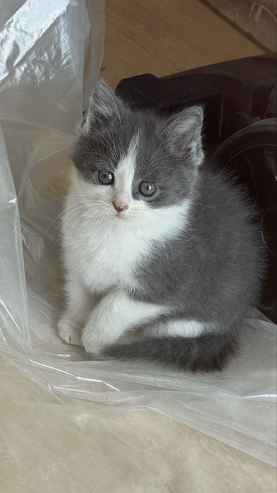 Отдам котенка в добрые руки