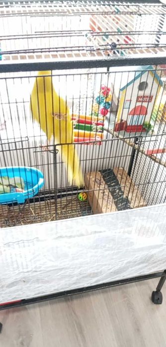 Мъжки Папагал Какарики с клетка и аксесоари