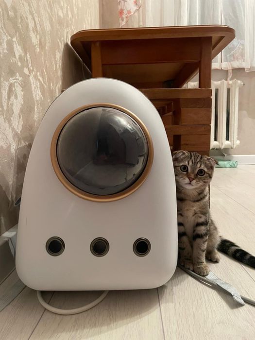 Котенок бельгииская вислоухая