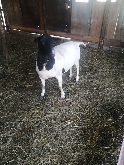 Miei și sau oi de rasă diferite