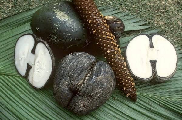 Продам уникальный орех Коко-де-Мер (Coco de Mer)