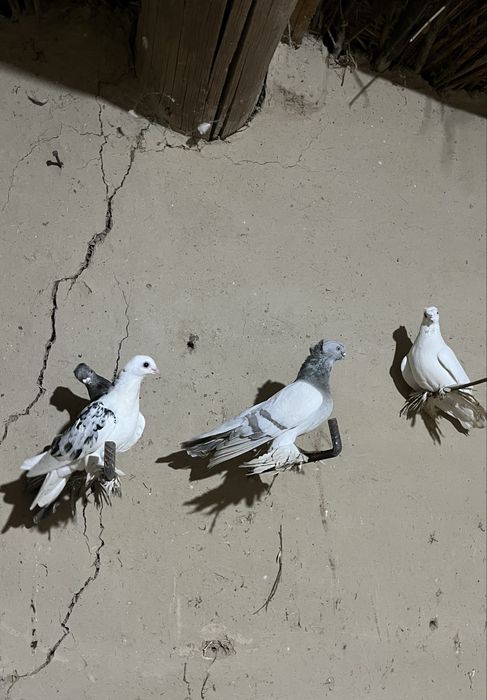 Кептерлер бар сатылатын