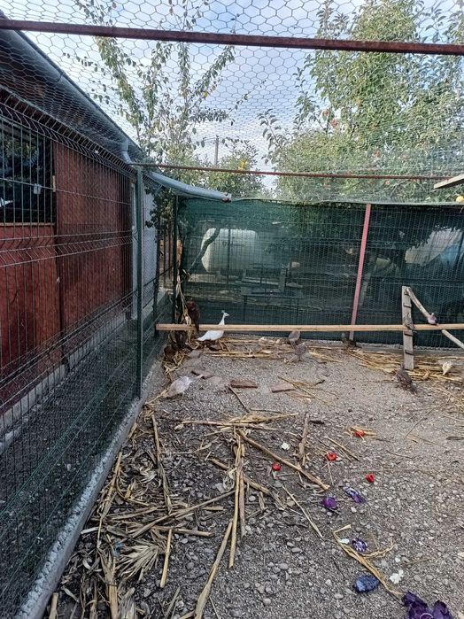 Fazani de vanzare auriu pe galben argintii