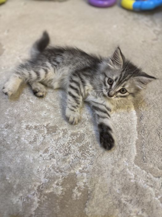 Отдам котенка вискас