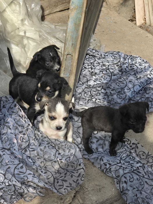 Отдам щенят, срочно!