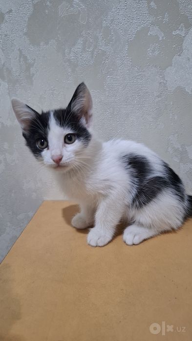 Котята домашние в добрые ручки