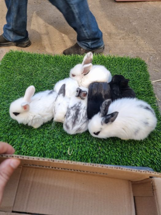 Quyon bolalari sotiladi soglom