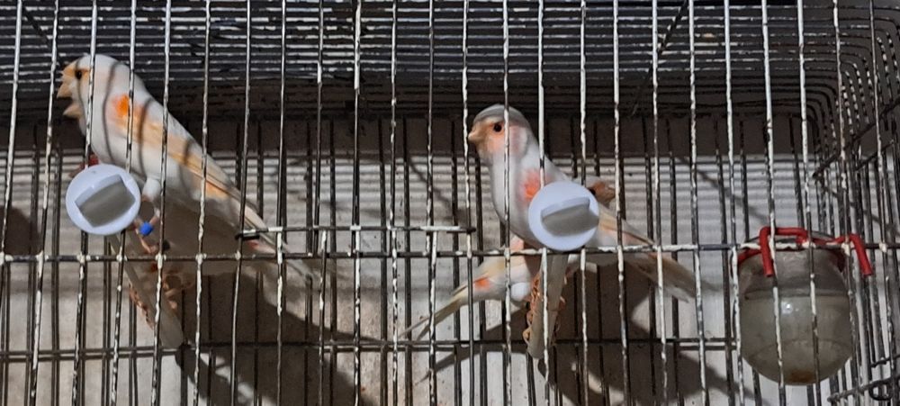 Har xil turdagi Kanareykalar