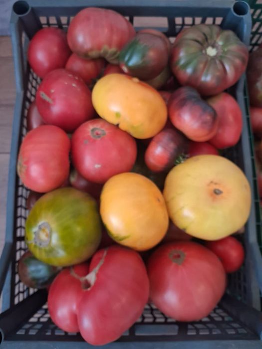 Продам помидоры домашние