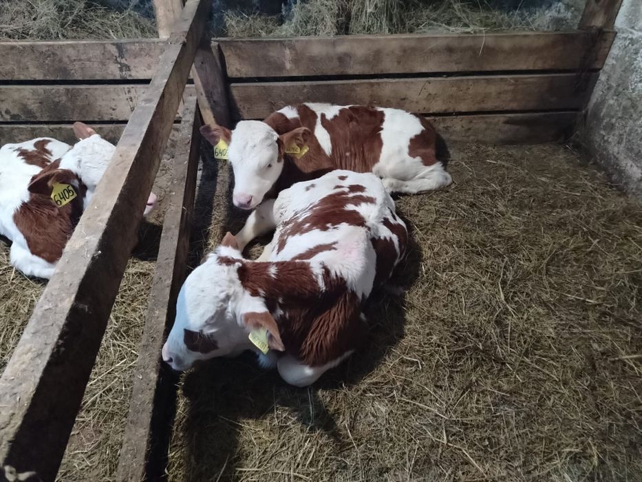 Продам телят месячных чистопордные симменталы