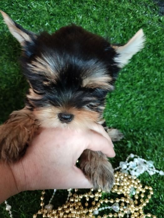 Продам щенков породы йоркширский терьер