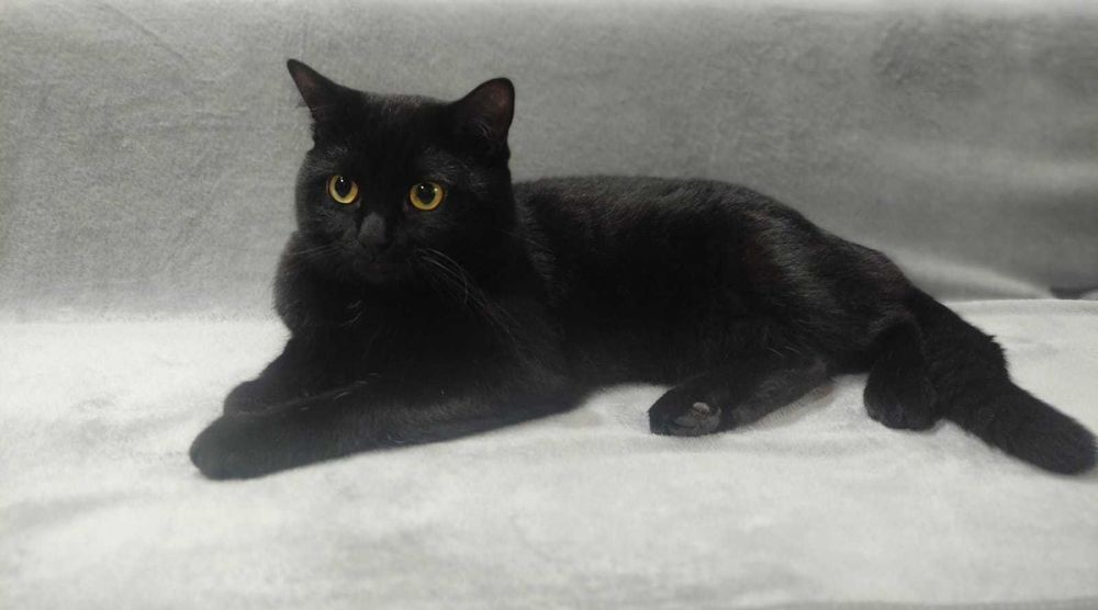 Кошечка мышеловка