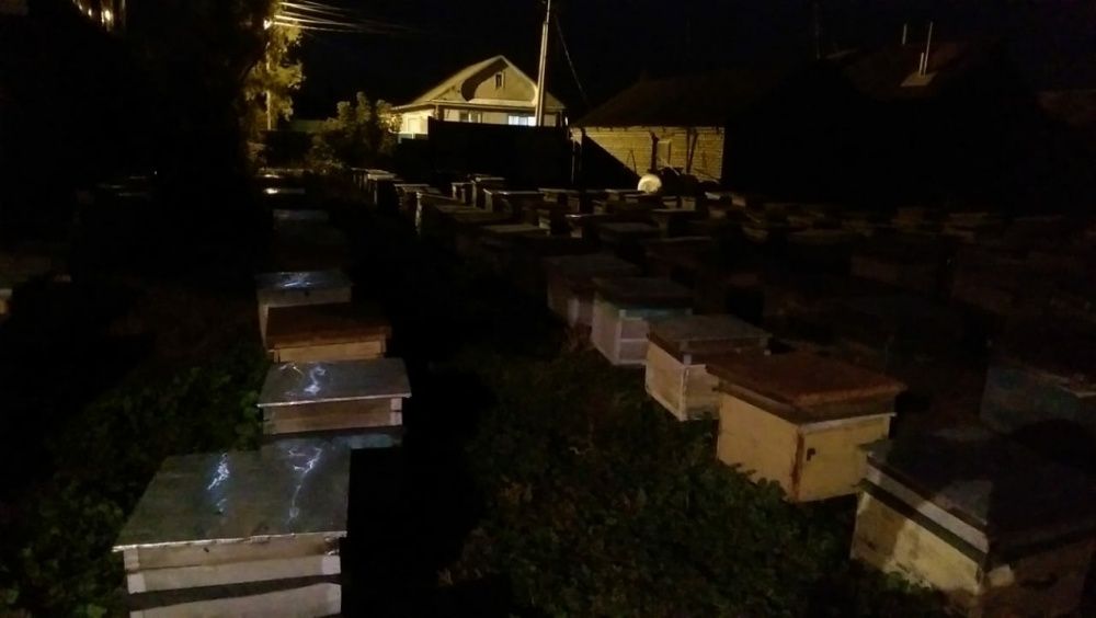 Мёд майский