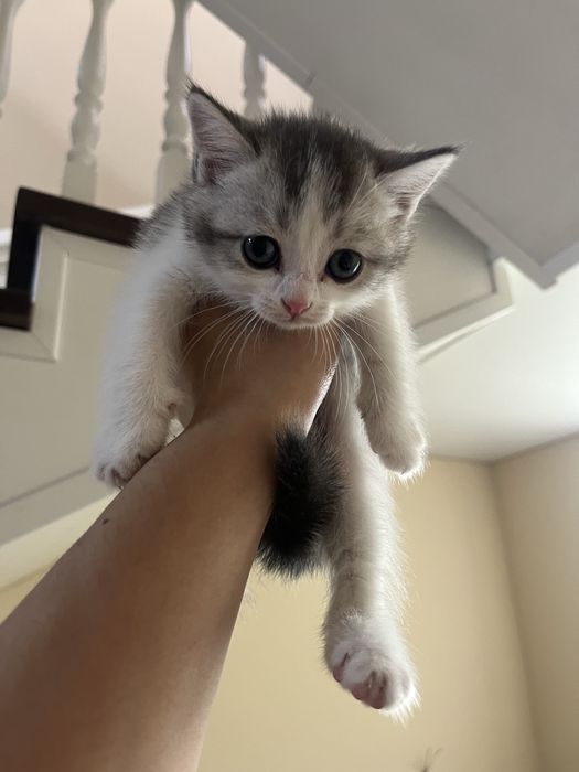 Отдам котенка в добрые руки